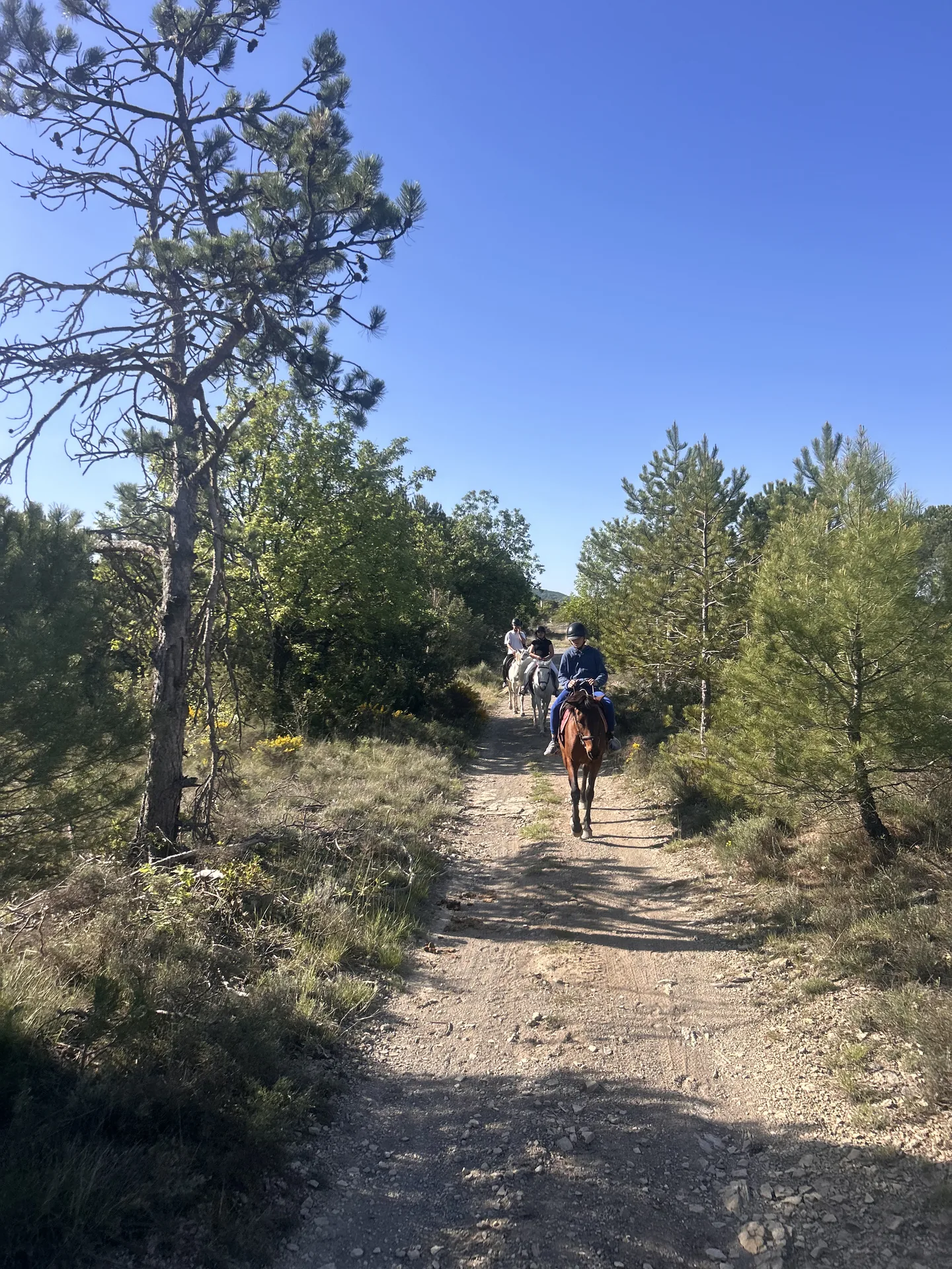 Une sortie à cheval à travers les bois