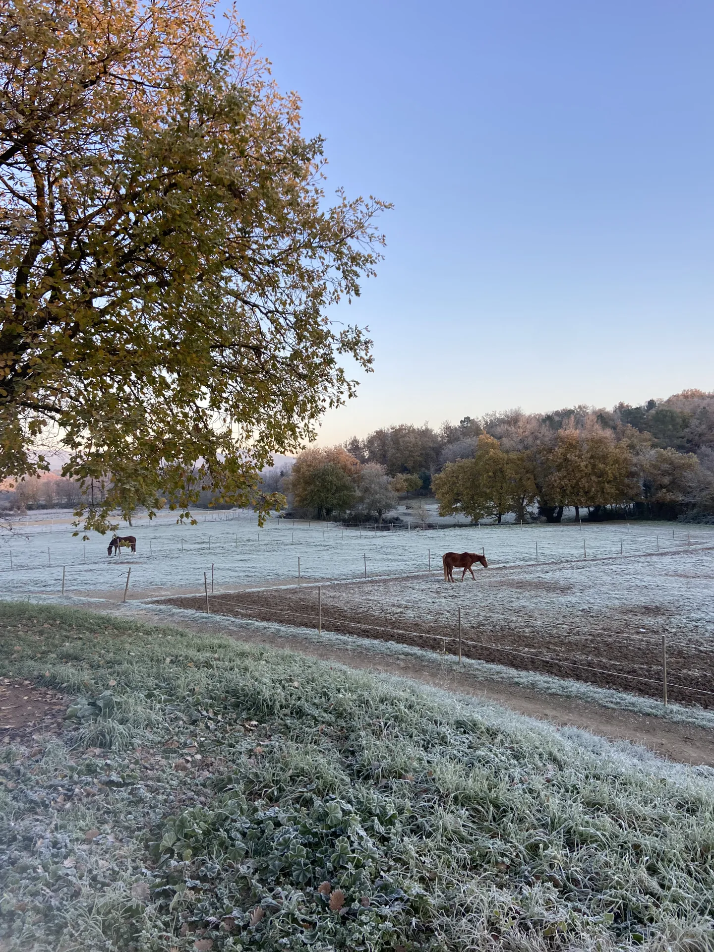 Un cheval dans un pré givré, à côté d’un arbre aux couleurs d’automne
