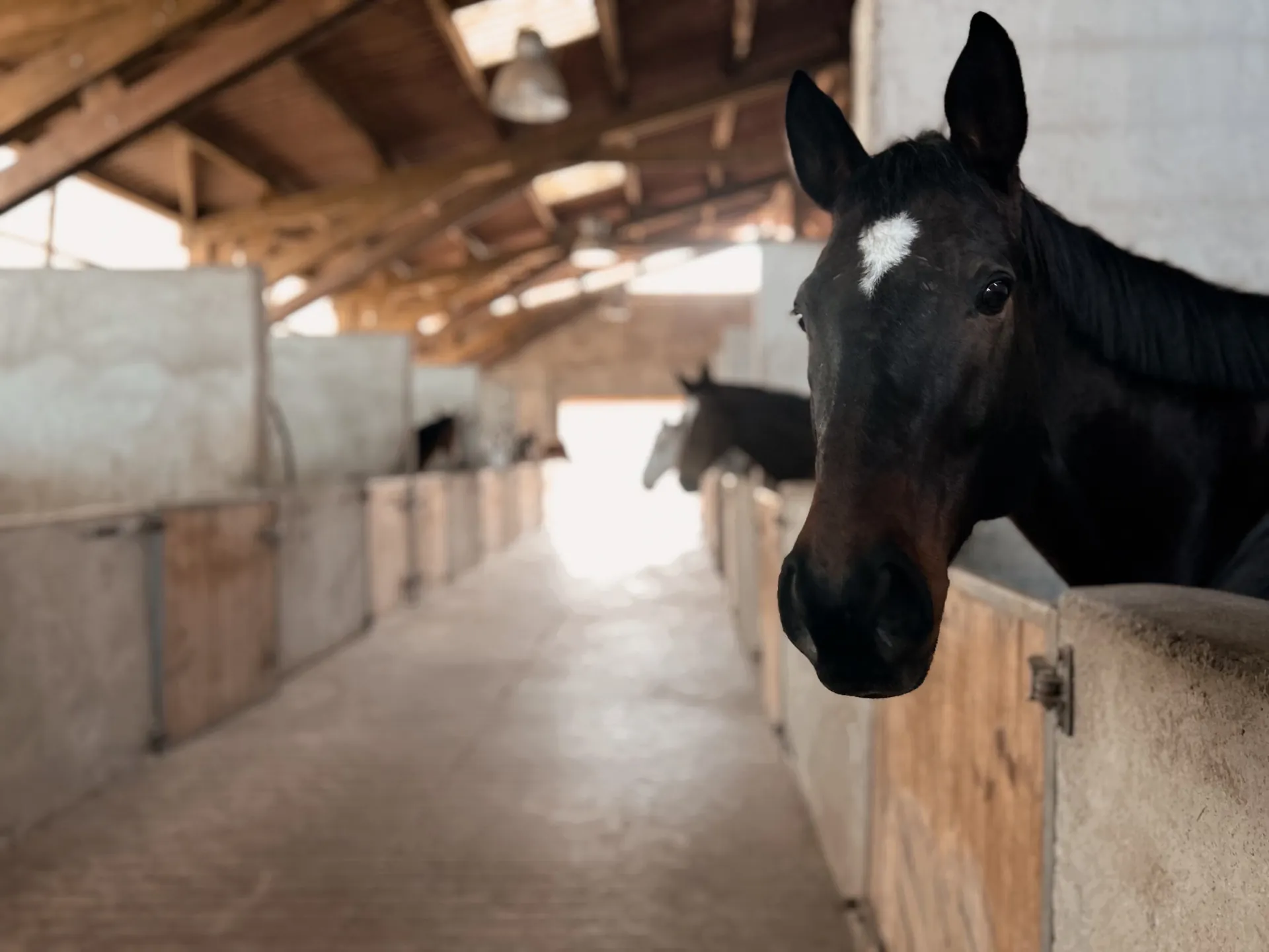 Un cheval noir passant la tête par-dessus la porte de son box dans une écurie lumineuse