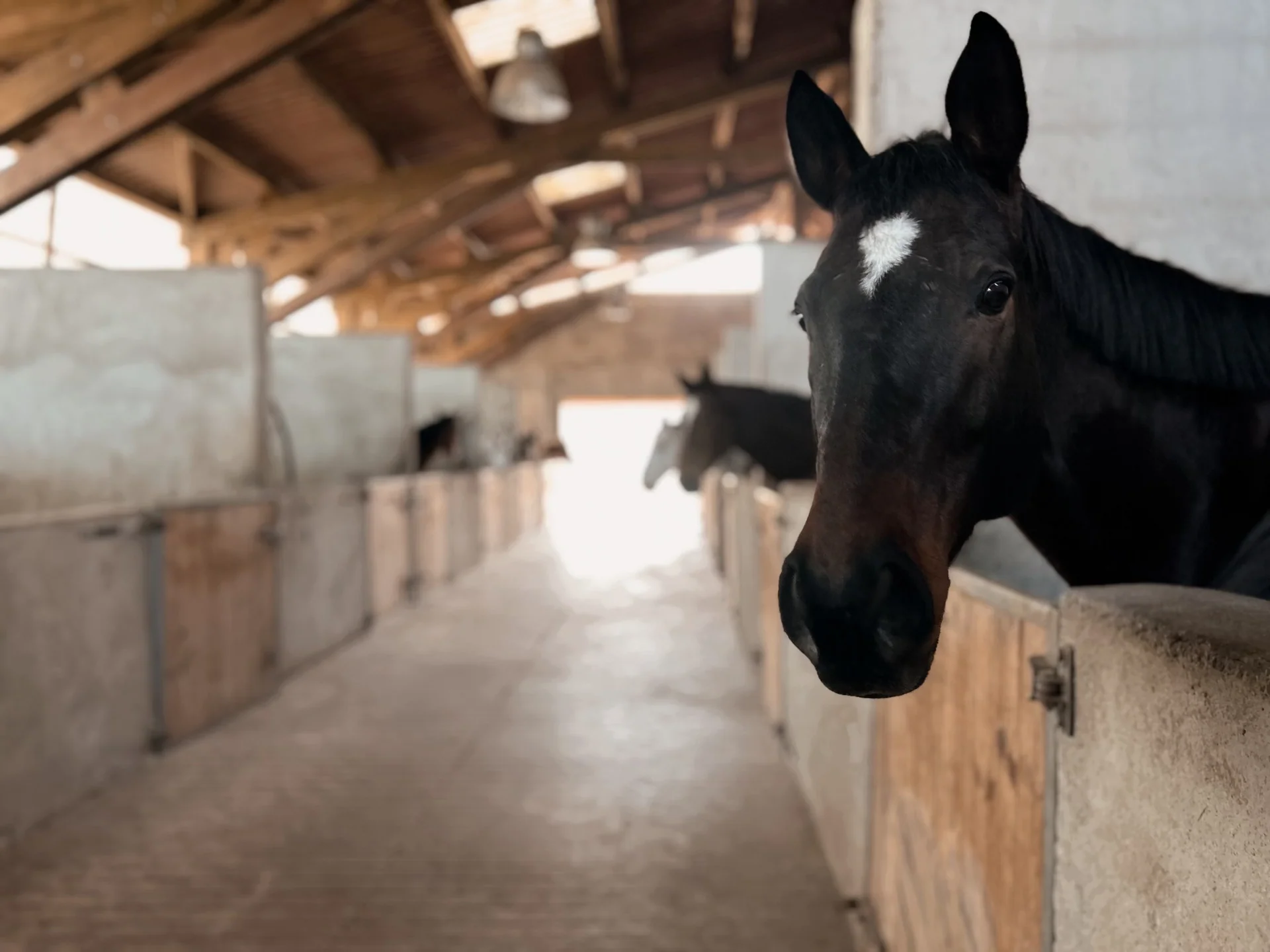 Un cheval sombre passe la tête au-dessus de la porte de son box dans l’allée des écuries