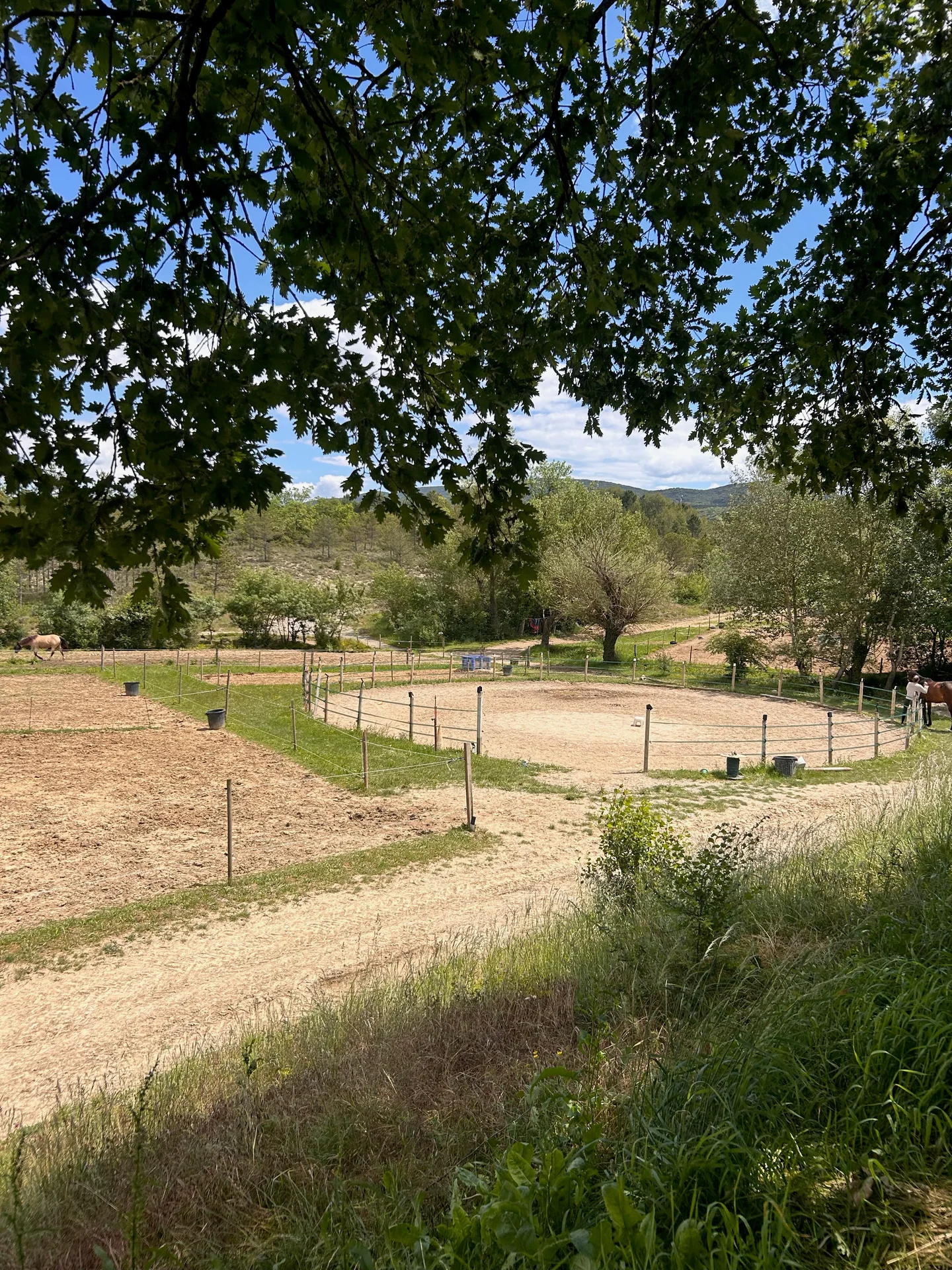 Les paddocks clôturés du centre sous les arbres, avec des chevaux en arrière-plan